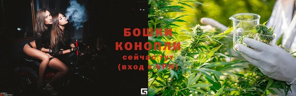 прущие грибы Волоколамск
