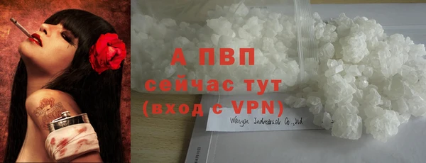 прущие грибы Волоколамск